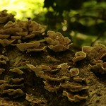 Meadow Mushrooms by Phil McDarby