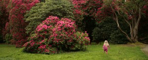 Running to the Rhododendrons