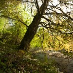 The Rainbow Tree II by Phil McDarby