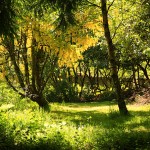 The Laburnum Tree II by Phil McDarby